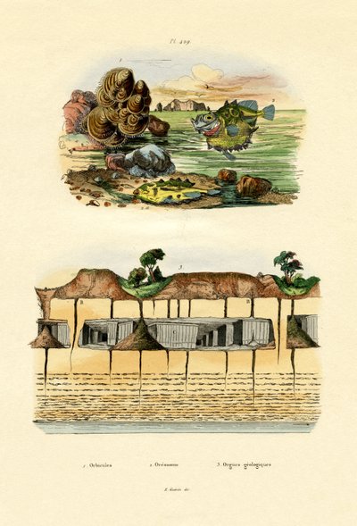 Orbicula Shell、1833-39 作： French School